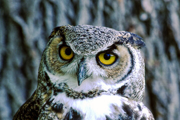 Great horned owls are large and thick bodied with two prominent feathered tufts on their head. They are mottled gray-brown with a reddish brown facial disk and large yellow eyes.