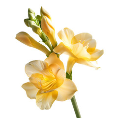 freesia flower isolated on transparent background. Ai generated	
