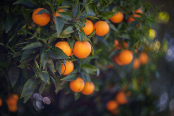 Ripe oranges growing on tree. Shallow DOF. - 757767215