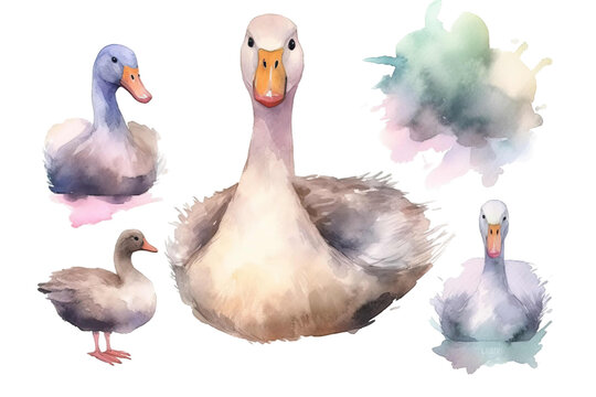 illustrations set Vector Cute watercolor goose