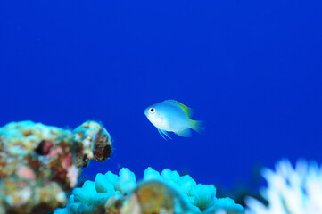 珊瑚礁に生きるアサドスズメダイの幼魚　久米島