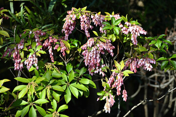 馬酔木（アセビ）の花、戸定ヶ丘歴史公園にて