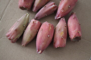 kaktus Opuncja macrorhiza opuntia 