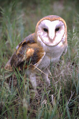 Barn Owls are pale overall with dark eyes. They have a mix of buff and gray on the head, back, and upperwings, and are white on the face, body, and underwings.
