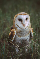 Barn Owls are pale overall with dark eyes. They have a mix of buff and gray on the head, back, and upperwings, and are white on the face, body, and underwings.