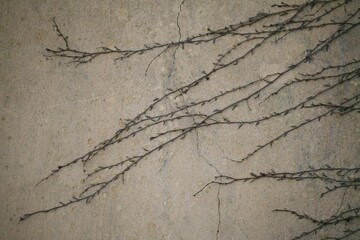 Obraz premium 넝쿨식물