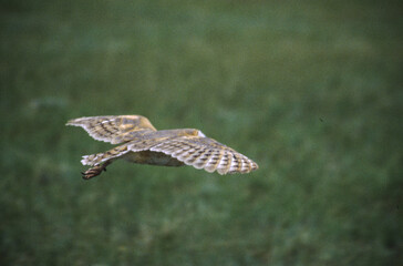 Barn Owls are pale overall with dark eyes. They have a mix of buff and gray on the head, back, and upperwings, and are white on the face, body, and underwings.