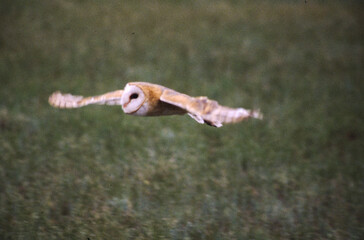 Barn Owls are pale overall with dark eyes. They have a mix of buff and gray on the head, back, and...