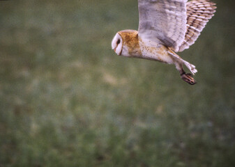 Barn Owls are pale overall with dark eyes. They have a mix of buff and gray on the head, back, and...