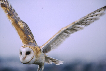 Barn Owls are pale overall with dark eyes. They have a mix of buff and gray on the head, back, and...