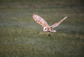 Barn Owls are pale overall with dark eyes. They have a mix of buff and gray on the head, back, and...