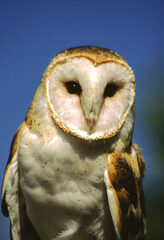 Barn Owls are pale overall with dark eyes. They have a mix of buff and gray on the head, back, and upperwings, and are white on the face, body, and underwings.