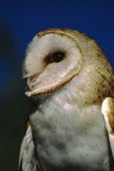 Barn Owls are pale overall with dark eyes. They have a mix of buff and gray on the head, back, and upperwings, and are white on the face, body, and underwings.