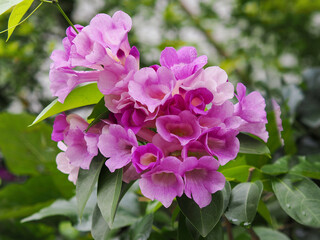 beautiful violet Garlic vine flower