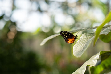 butterfly on a green leaf