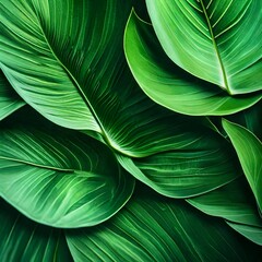 closeup tropical green leaf background. Flat lay, fresh wallpaper banner concept