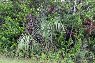 Swamp Landscape in Everglades National Park, Florida