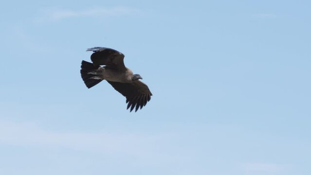 Close up view of an andean condor in flight. slow motion, 4k.