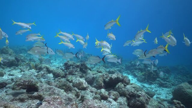 School of mixed caribbean reef fish. Goatfish, Snapper and Parrot fish. Swimming in circles above healthy coral reef in shallow water.