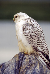The Gyrfalcon is a regal white bird with black spotting, the birds occur in shades of white, gray, and dark brown. In North America, gray birds are more numerous than the other two morphs.