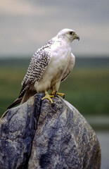 The Gyrfalcon is a regal white bird with black spotting, the birds occur in shades of white, gray, and dark brown. In North America, gray birds are more numerous than the other two morphs.