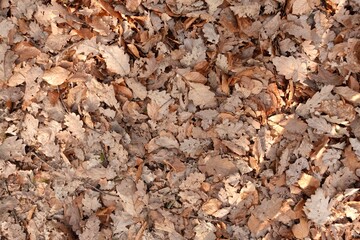 dry oak leaves lying on the ground, brown color