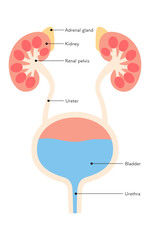 Diagrammatic medical illustration of the urinary organs (kidneys, adrenal glands, renal pelvis, ureters, bladder, urethra)