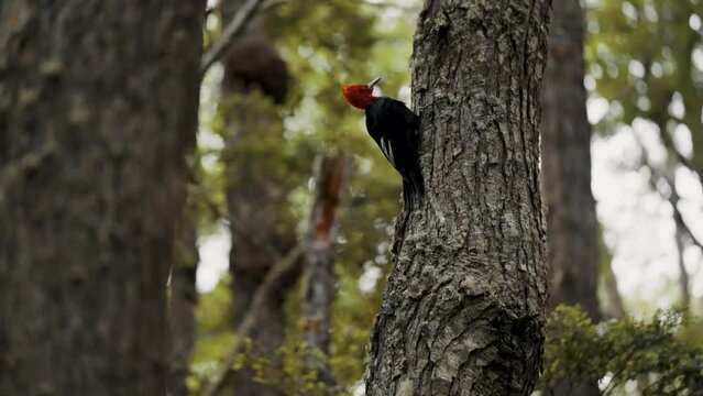 Magellanic Woodpecker Climbing On Trunk Of Tree In The Forest In Tierra de Fuego, Argentina. - close up shot