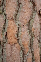 close-up of pine tree bark, macro photo