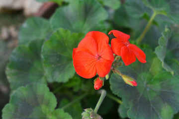 red Geranium flowers. Sunlight. Beautiful little flower of Geranium, Beautiful geranium in the...