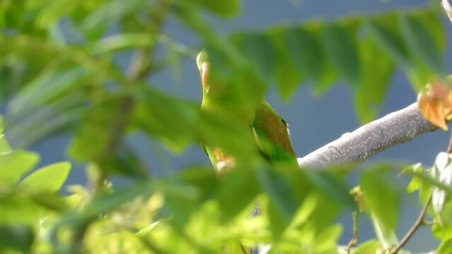Orange -Chinned Parakeet (Brotogeris Jugularis) Perched On Branch Behind Green Leaves 
