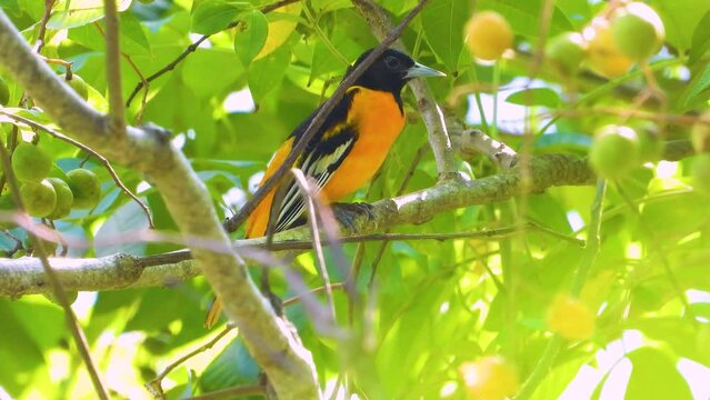 Small Baltimore Oriole bird, perched on branches of fruit tree in Minca, Colombia