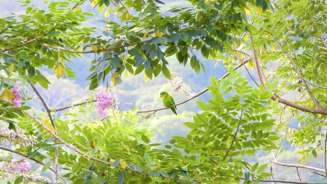 Blown by the wind while perching on a tiny twig, an Orange-chinned parakeet, Brotogeris jugularis looks calmly at its surroundings in the forest of Santa Marta, in Magdalena, Colombia.