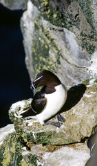 Penguins have short necks elongated body. Their tails are short, stiff, and wedge-shaped. Their legs and webbed feet are set far back on the body, which gives penguins their upright posture on land.