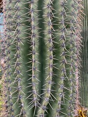 Cactus in Tucson, Arizona