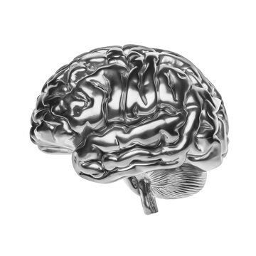 Silver Human Brain Model