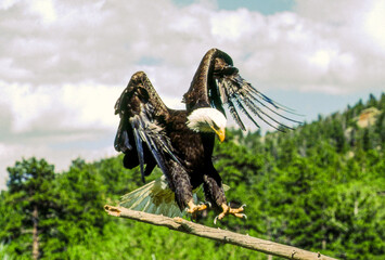 Bald Eagles have white heads and tails with dark brown bodies and wings. Their legs and bills are bright yellow. Young birds have dark heads and tails; their brown wings and bodies are mottled white.