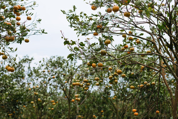 Harvest of delicious tangerines on the trees