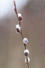 Willow branch with blooming flowers close-up. - 757784813