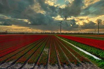 Gordijnen Stormy clouds floating over fields of tulips in Holland at sunset. © Alex de Haas
