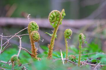 Fern. Young plant in spring. Leaves have not yet opened. The evolution of life in nature. Selective...