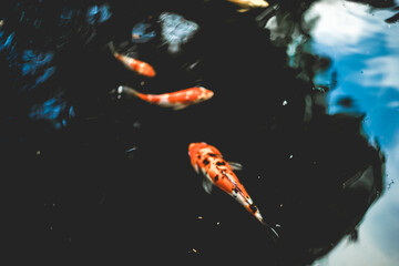 Close-up of fishes swimming underwater,High angle view of fish swimming in lake,Full frame shot of...
