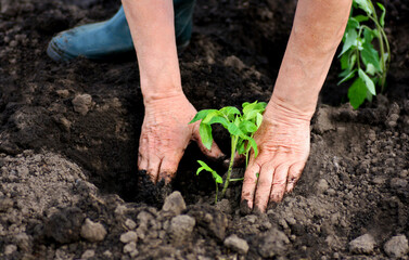 Woman planting in the hole tomato seedlings.