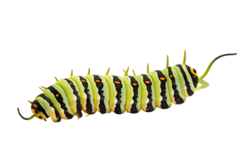 Swallowtail caterpillar background white