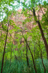 Zion National Park in Utah