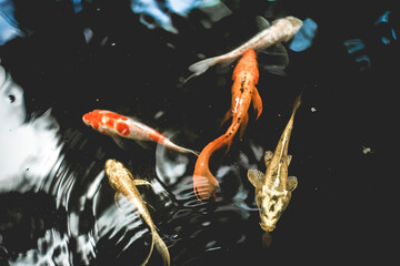 Close-up of fishes swimming underwater,High angle view of fish swimming in lake,Full frame shot of koi carps swimming in pond,High angle view of koi carps swimming in lake - Powered by Adobe