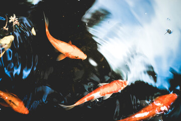 Close-up of fishes swimming underwater,High angle view of fish swimming in lake,Full frame shot of...