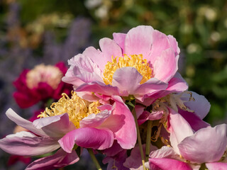 Close-up of The Japanese type garden peony cultivar (Paeonia lactiflora) ‘Eva’ flower blooming in summer. The outer petals pink and stamens orange-yellow