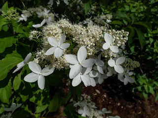 Hydrangea paniculata (Hydrangea paniculata Siebold) 'Praecox'. Shrub with ovate leaves flowering with large panicles of creamy-white sterile flowers mixed with small fertile flowers