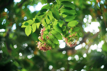 , Nice photography picture ,Close-up of red flowering plant,Combretum indicum flower are blooming...